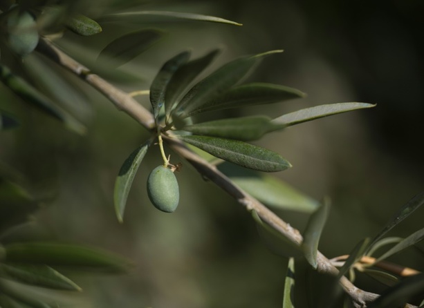 Bild vergrößern: Olivenöl-Kongress in Madrid diskutiert Strategien gegen den Klimawandel