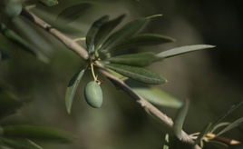 Olivenöl-Kongress in Madrid diskutiert Strategien gegen den Klimawandel