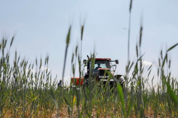 Bild vergrößern: Bauern erwarten wegen Witterung leicht geringere Getreideernte in diesem Jahr