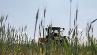 Bauern erwarten wegen Witterung leicht geringere Getreideernte in diesem Jahr