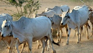 Zebu-Rinder in Hessen vergiftet - fünf Tiere tot