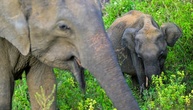Amok laufender Elefant verletzt bei Prozession in Sri Lanka 13 Menschen