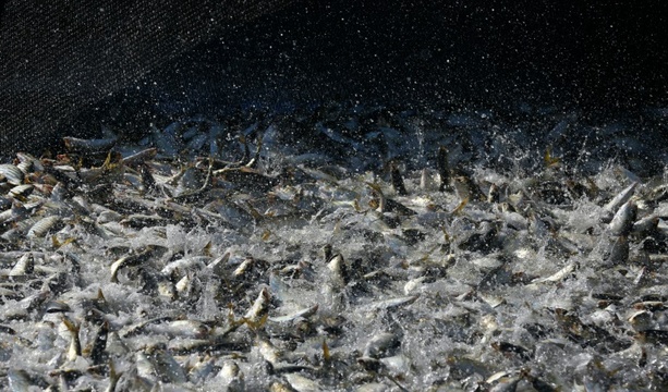 Bild vergrößern: 17 Tonnen Lachs in Schleswig-Holstein gestohlen - hunderttausend Euro Schaden