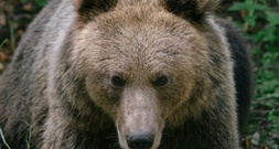 Urlauber in Südtirol von Bär angegriffen und verletzt