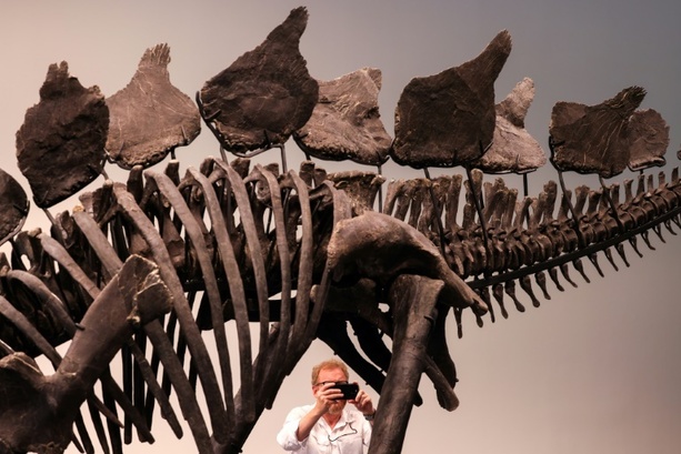 Bild vergrößern: Größtes Stegosaurus-Skelett kommt für 44,6 Millionen Dollar unter Hammer