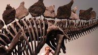 Größtes Stegosaurus-Skelett kommt für 44,6 Millionen Dollar unter Hammer