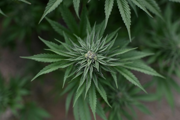 Bild vergrößern: Cannabisplantage in Einfamilienhaus in niedersächsischem Lemwerder entdeckt