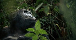 Abholzung bedroht Park mit gefährdeten Gorillas in Demokratischer Republik Kongo