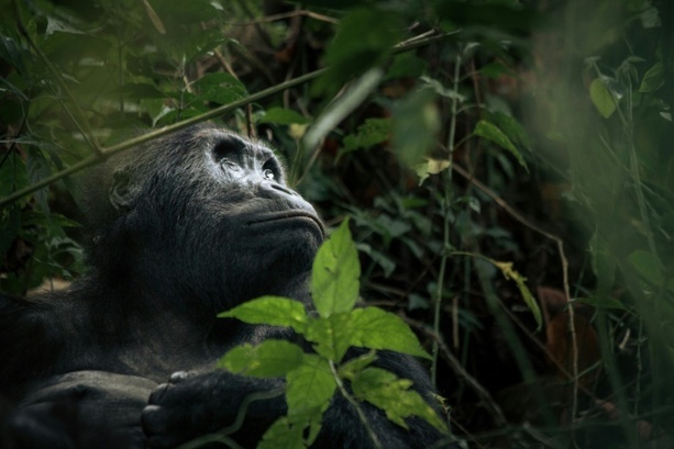 Bild vergrößern: Abholzung bedroht Park mit gefährdeten Gorillas in Demokratischer Republik Kongo