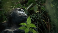 Abholzung bedroht Park mit gefährdeten Gorillas in Demokratischer Republik Kongo