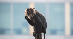 Verdächtige in Fall von gestohlenem Affen aus Leipziger Zoo festgenommen