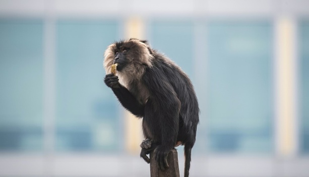 Bild vergrößern: Verdächtige in Fall von gestohlenem Affen aus Leipziger Zoo festgenommen