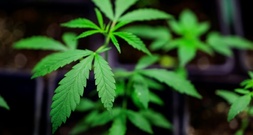 Gruppe in Berlin wegen Marihuanahandel und Plantagenbetrieb verurteilt