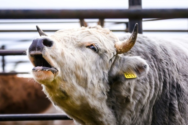 Bild vergrößern: Thüringen: Wildgewordener Stier verletzt zwei Menschen und beschädigt vier Autos