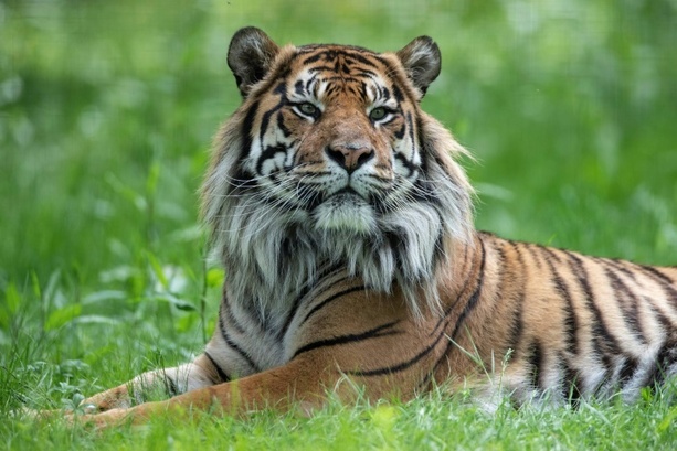 Bild vergrößern: Heidelberger Zoo: 16 Jahre alter Sumatratiger Tebo eingeschläfert