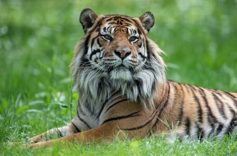 Heidelberger Zoo: 16 Jahre alter Sumatratiger Tebo eingeschläfert
