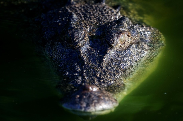 Bild vergrößern: Ringkämpfe mit Krokodilen: Ermittlungen gegen US-Influencer in Australien