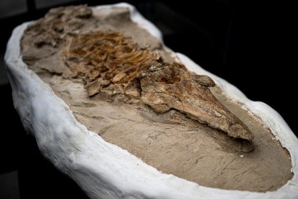 Bild vergrößern: Peruanische Forscher präsentieren zwölf Millionen Jahre altes Fossil eines Tümmlers