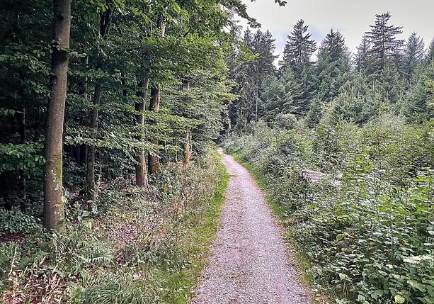 Bild vergrößern: Studie: Artenvielfalt im Wald schützt nicht automatisch vor Dürre