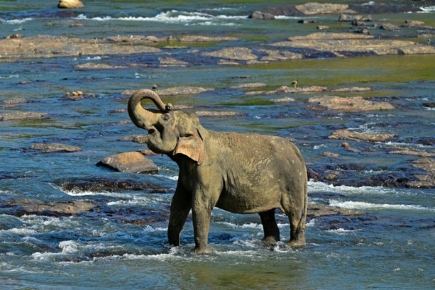 Bild vergrößern: Handel mit Wildtieren: Elefantenhalter in Sri Lanka zu 15 Jahren Haft verurteilt