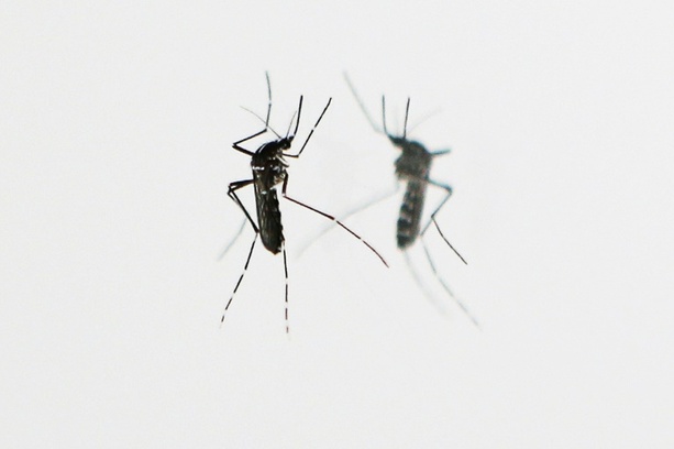 Bild vergrößern: 112 Millionen Jahre alte Insekten in Bernstein in Ecuador entdeckt