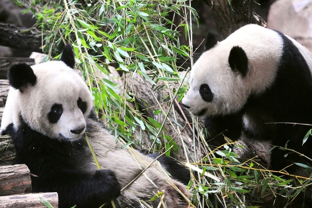 Bild vergrößern: In Frankreich lebendes Pandapaar soll zurück nach China