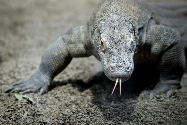Bild vergrößern: Seltener Zuchterfolg: Sieben Komodowarane in Leipziger Zoo geschlüpft