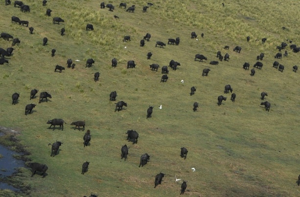 Bild vergrößern: Rund hundert Büffel sterben in Namibia bei Flucht vor Löwen