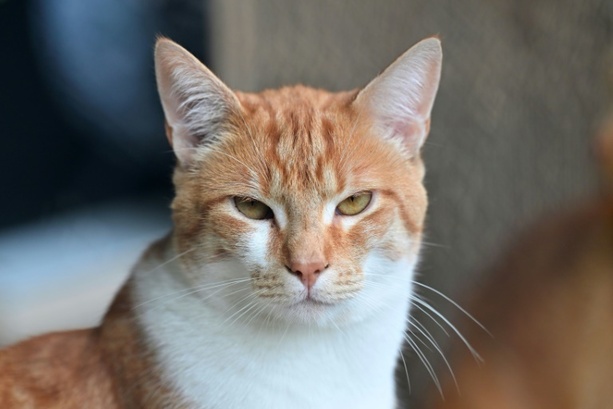 Bild vergrößern: Kater Carlos von Feuerwehr in Nordrhein-Westfalen aus Schleusenkammer gerettet