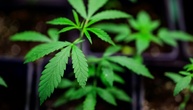 Forschende ziehen nach Cannabis-Teillegalisierung durchwachsene Bilanz