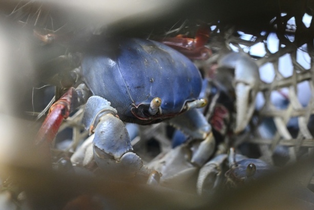 Bild vergrößern: Bericht: Invasive Arten breiten sich wegen Erderwärmung in Weltmeeren aus