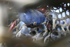 Bericht: Invasive Arten breiten sich wegen Erderwärmung in Weltmeeren aus