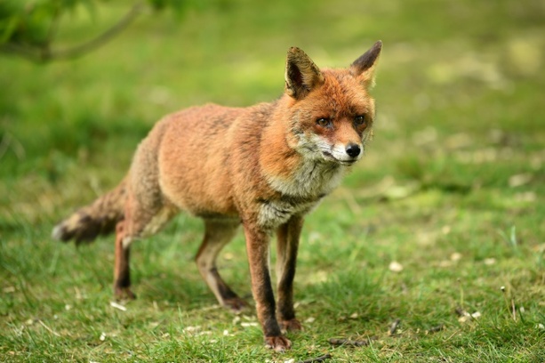Bild vergrößern: Wilde Verwandte von Hunden und Katzen bewegen sich unterschiedlich durch Revier
