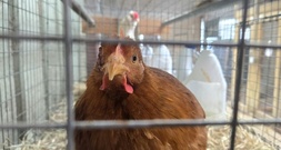 Tausende Masthähnchen verenden bei Brand in Betrieb in Baden-Württemberg