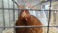 Tausende Masthähnchen verenden bei Brand in Betrieb in Baden-Württemberg