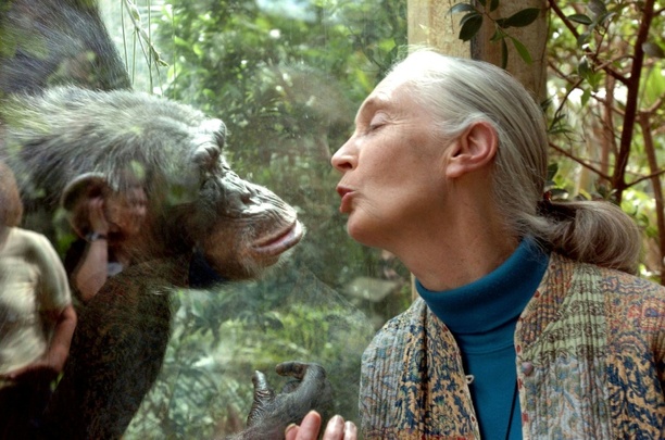 Bild vergrößern: Primatenforscherin Jane Goodall im Alter von 91 Jahren gestorben