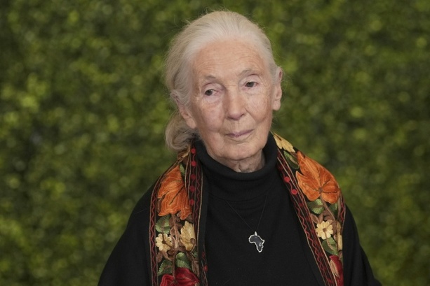 Bild vergrößern: Zoologenverband trauert um Primatenforscherin Jane Goodall