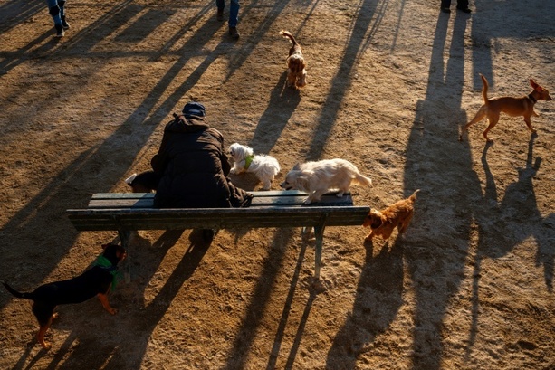 Bild vergrößern: Gericht: Ausrutschen beim Gassigehen fürs Tierheim ist Arbeitsunfall