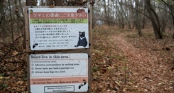 Zwei Tote mutmaßlich durch Bärenangriffe in Japan
