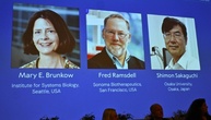 Medizin-Nobelpreis für drei Immunforscher aus den USA und Japan