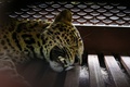 Indonesien: Leopard nach Spaziergang durch Hotelanlage eingefangen