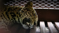 Indonesien: Leopard nach Spaziergang durch Hotelanlage eingefangen