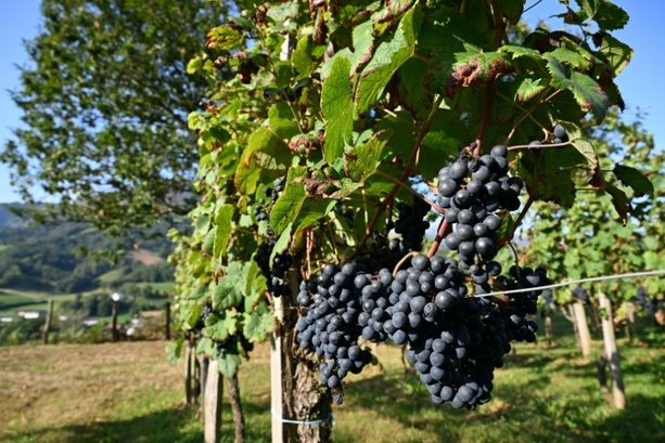 Bild vergrößern: Wegen Hitzewelle im August: Sehr schlechte Weinernte in Frankreich erwartet