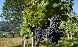 Wegen Hitzewelle im August: Sehr schlechte Weinernte in Frankreich erwartet