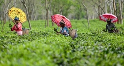 Erdrutsche und Überschwemmungen zerstören Darjeeling-Teeplantagen in Indien