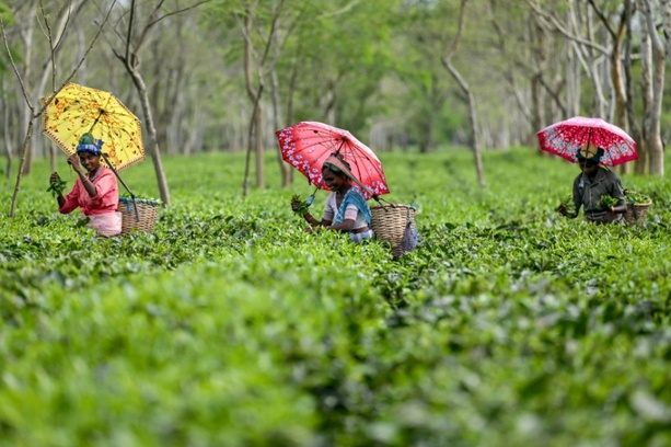 Bild vergrößern: Erdrutsche und Überschwemmungen zerstören Darjeeling-Teeplantagen in Indien