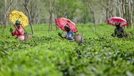 Erdrutsche und Überschwemmungen zerstören Darjeeling-Teeplantagen in Indien