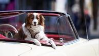 Erneut Rekordeinnahmen bei Hundesteuer