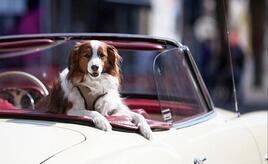 Erneut Rekordeinnahmen bei Hundesteuer