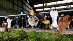 EU-Parlament stimmt für Zugeständnisse an Bauern beim Umweltschutz
